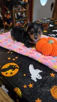 Zeba, a female Yorkshire Terrier for sale in Bowling Green, KY – 6 of 6
