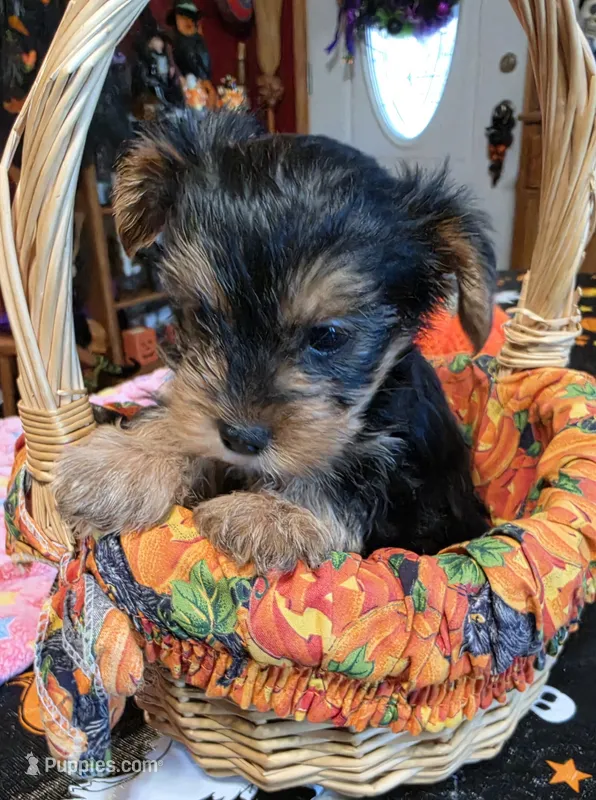 Zack – Yorkshire Terrier puppy for sale in Bowling Green, KY