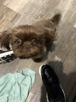 Chewie/chewbacca, a male Shih Tzu for sale in Bowling Green, KY – Photo 3 of 4