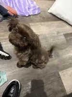 Chewie/chewbacca, a male Shih Tzu for sale in Bowling Green, KY – Photo 4 of 4