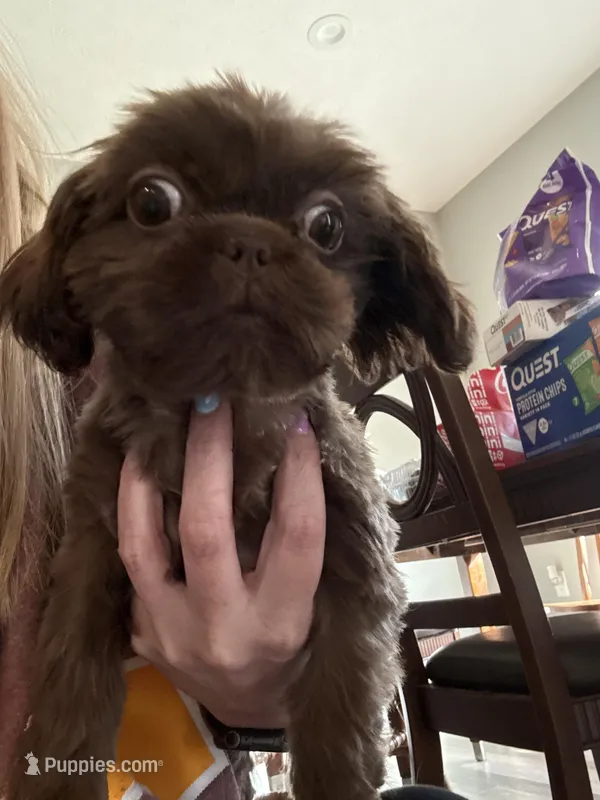 Chewie – Shih Tzu puppy for sale in Bowling Green, KY