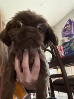 Chewie/chewbacca, a male Shih Tzu for sale in Bowling Green, KY – Photo 1 of 4