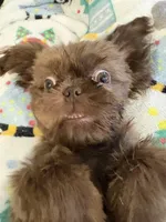 Chewie/chewbacca, a male Shih Tzu for sale in Bowling Green, KY – Photo 2 of 4