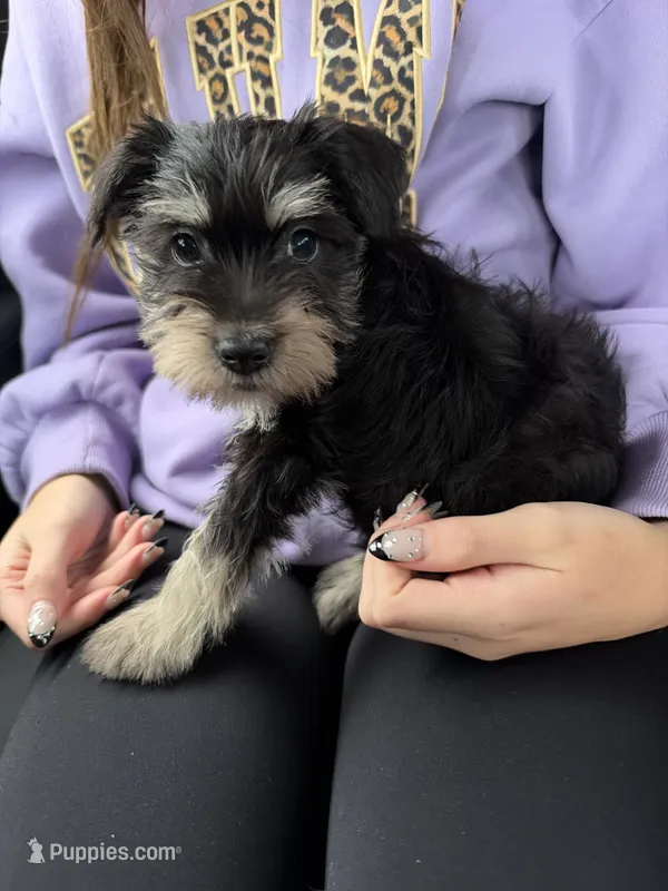 Puppy  – Miniature Schnauzer puppy for sale in Bowling Green, KY