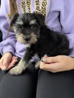 Puppy , a male Miniature Schnauzer for sale in Bowling Green, KY – 1 of 4