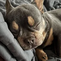 Bruno , a male French Bulldog for sale in Bowling Green, KY – Photo 8 of 9