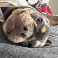 Bruno , a male French Bulldog for sale in Bowling Green, KY – Photo 7 of 9