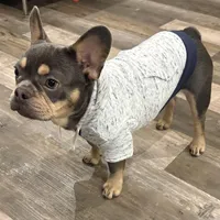 Bruno , a male French Bulldog for sale in Bowling Green, KY – Photo 6 of 9