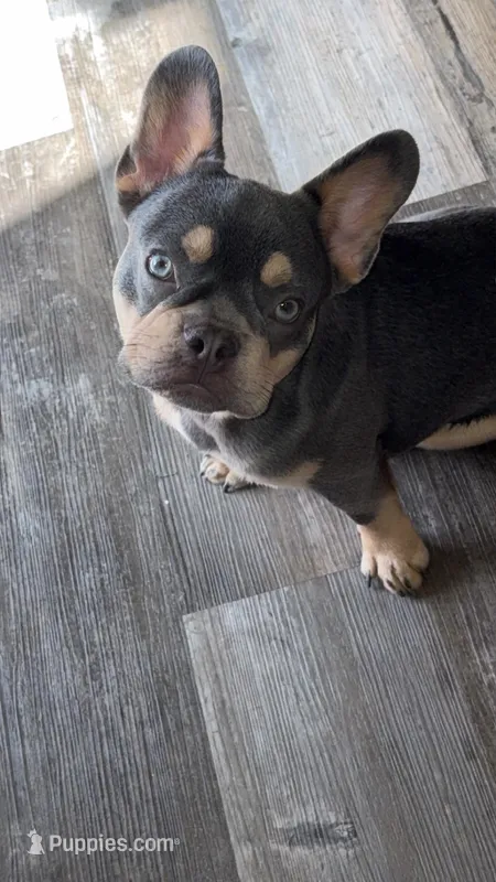 Bruno  – French Bulldog puppy for sale in Bowling Green, KY