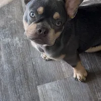 Bruno , a male French Bulldog for sale in Bowling Green, KY – Photo 1 of 9