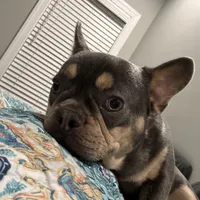 Bruno , a male French Bulldog for sale in Bowling Green, KY – Photo 5 of 9