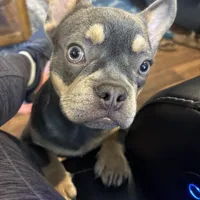 Bruno , a male French Bulldog for sale in Bowling Green, KY – Photo 9 of 9