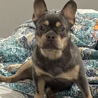 Bruno , a male French Bulldog for sale in Bowling Green, KY – Photo 2 of 9