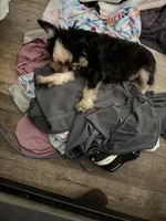 Puppy , a male Miniature Schnauzer for sale in Bowling Green, KY – 4 of 4