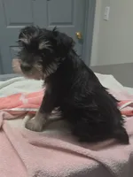 Puppy , a male Miniature Schnauzer for sale in Bowling Green, KY – 3 of 4
