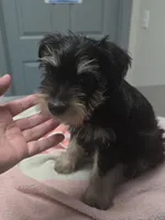 Puppy , a male Miniature Schnauzer for sale in Bowling Green, KY – 2 of 4
