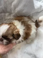 tia, a female Shih Tzu for sale in Chittenango, NY – Photo 2 of 2