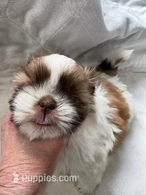 tia – Shih Tzu puppy for sale in Chittenango, NY