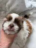 tia, a female Shih Tzu for sale in Chittenango, NY – Photo 1 of 2