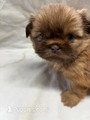 Davinci – Shih Tzu puppy for sale in Chittenango, NY