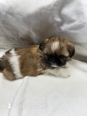 Handsome. boy – Shih Tzu puppy for sale in Chittenango, NY
