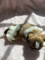 Handsome. boy, a male Shih Tzu for sale in Chittenango, NY – Photo 3 of 3