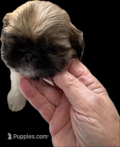 Swinger – Shih Tzu puppy for sale in Chittenango, NY