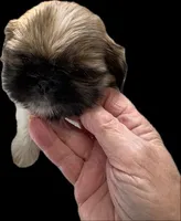 Handsome. boy, a male Shih Tzu for sale in Chittenango, NY – Photo 2 of 3