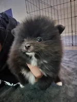Tiny, a male Pomeranian for sale in Fresno, CA – Photo 3 of 3