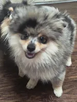 Smalls, a male Pomeranian for sale in Fresno, CA – Photo 3 of 4