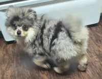 Smalls, a male Pomeranian for sale in Fresno, CA – Photo 2 of 4