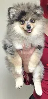 Smalls, a male Pomeranian for sale in Fresno, CA – Photo 1 of 4