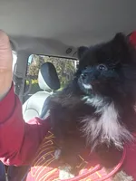 Dream, a female Pomeranian for sale in Fresno, CA – Photo 6 of 6