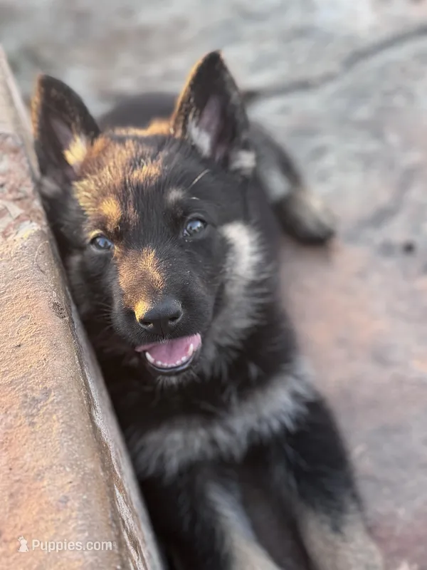Brown/black female #1  – German Shepherd Dog puppy for sale in Atascosa, TX