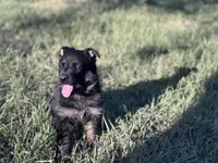 Brown/black female #1 , a female German Shepherd Dog for sale in Atascosa, TX – Photo 5 of 10