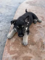 Brown/black female #1 , a female German Shepherd Dog for sale in Atascosa, TX – Photo 8 of 10