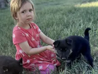 Brown/black female #1 , a female German Shepherd Dog for sale in Atascosa, TX – Photo 3 of 10