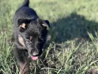 Brown/black female #1 , a female German Shepherd Dog for sale in Atascosa, TX – Photo 2 of 10