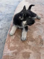 Brown/black female #1 , a female German Shepherd Dog for sale in Atascosa, TX – Photo 7 of 10
