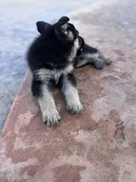 Brown/black female #1 , a female German Shepherd Dog for sale in Atascosa, TX – Photo 5 of 10
