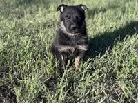 Brown/black female #1 , a female German Shepherd Dog for sale in Atascosa, TX – Photo 10 of 10