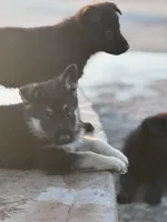 Brown/black female #1 , a female German Shepherd Dog for sale in Atascosa, TX – Photo 2 of 10