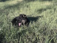 Brown/black female #1 , a female German Shepherd Dog for sale in Atascosa, TX – Photo 6 of 10
