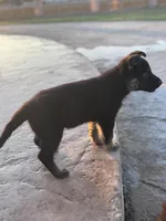 Brown/black female #1 , a female German Shepherd Dog for sale in Atascosa, TX – Photo 3 of 10