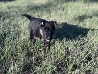 Brown/black female #1 , a female German Shepherd Dog for sale in Atascosa, TX – Photo 9 of 10