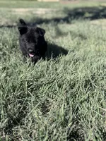 Solid black female , a female German Shepherd Dog for sale in Atascosa, TX – Photo 10 of 10