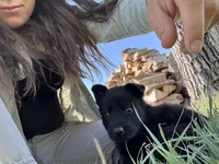 Solid black female , a female German Shepherd Dog for sale in Atascosa, TX – Photo 3 of 10