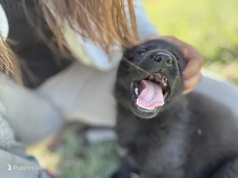 Solid black female  – German Shepherd Dog puppy for sale in Atascosa, TX