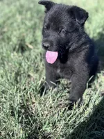 Solid black female , a female German Shepherd Dog for sale in Atascosa, TX – Photo 6 of 10