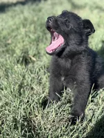 Solid black female , a female German Shepherd Dog for sale in Atascosa, TX – Photo 7 of 10